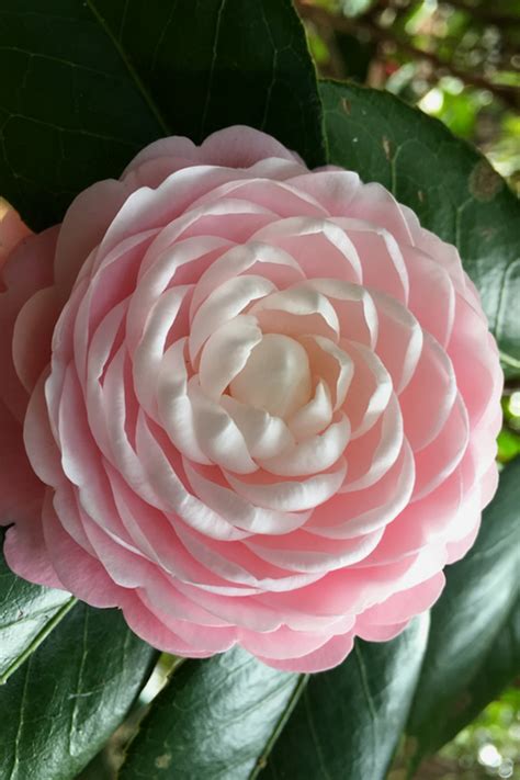 Buy Pink Perfection Camellia Wilson Bros Gardens 3 Gallon Free