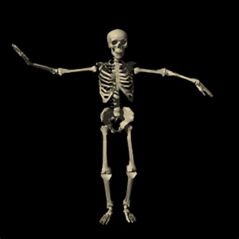 Esqueleto B D Gif Esqueleto Humano Esqueleto Huesos My XXX Hot Girl