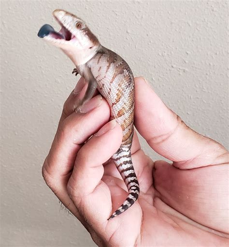 For Sale Cb Baby Northern Blue Tongue Skinks Faunaclassifieds