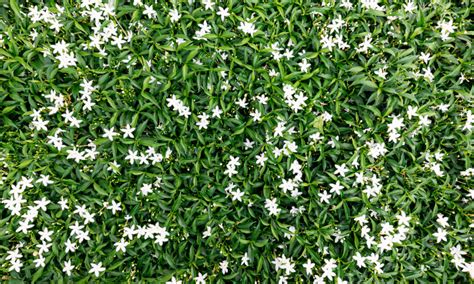 Jasmine Plant How To Grow And Care For Jasminum Epic Gardening