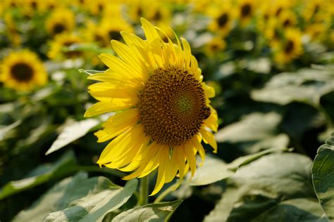 Bunga liar memerlukan cahaya matahari untuk tumbuh. Fantastis 29+ Bunga Matahari Liar - Koleksi Bunga HD