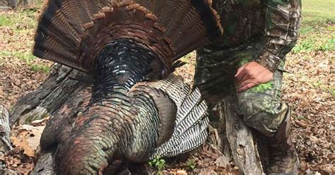 Potential State Record Turkey Killed In Midstate