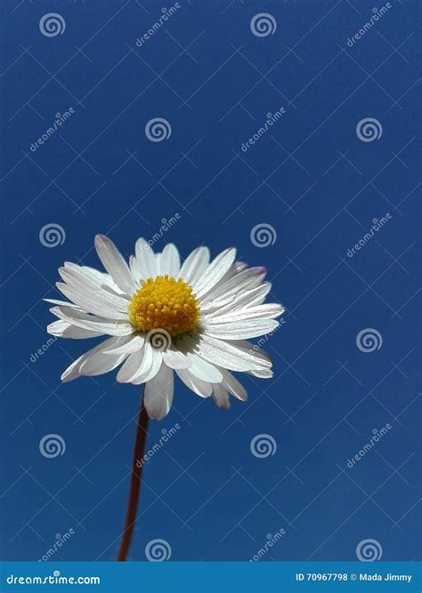 Daisy Flower Under The Blue Sky Stock Photo Image Of Petals Flowers