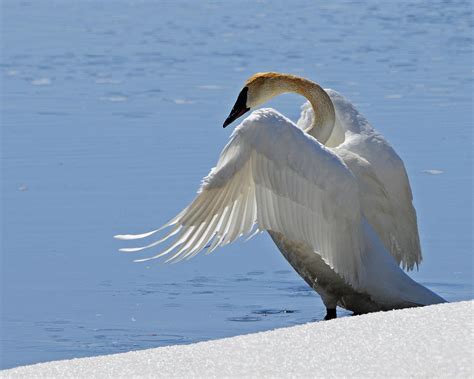 Elegant Swan Photograph By Sandy Sisti