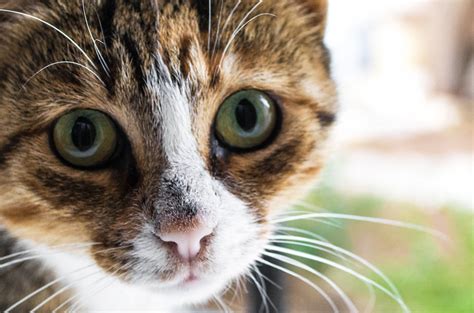Convivir Con Un Gato Ciego O Con Visión Limitada Ivo Oftalmología