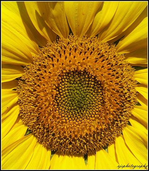 Gallery Flowers Sunflower Head
