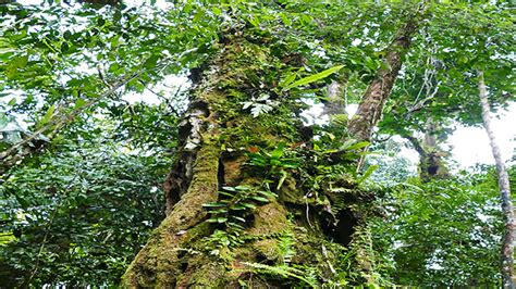 Pohon Ulin Kayu Kebanggaan Suku Dayak Greenersco