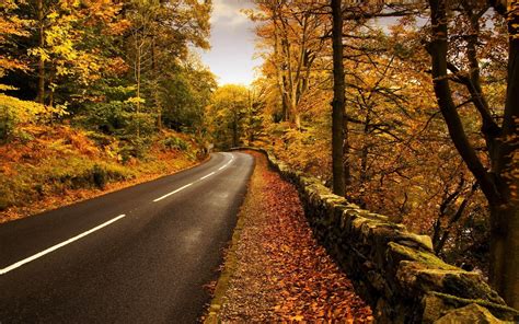 Landscape Photography Of Road Between Trees During Autumn Hd Wallpaper