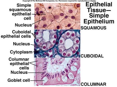 Simple Cuboidal Simple Squamous Epithelium Under Microscope Micropedia