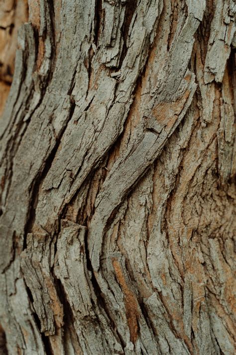 Close Up Photo Of A Tree Bark · Free Stock Photo