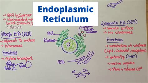 Structure And Function Of Endoplasmic Reticulum Youtube