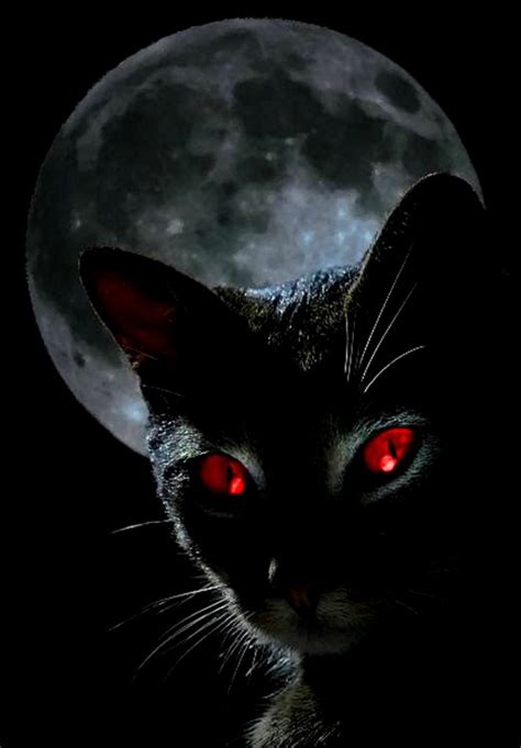 Black Cat Red Eyes Hd Wallpaper High Definitions Wallpapers