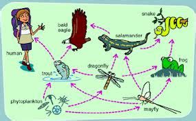 In a food web, organisms are placed into different trophic levels. SCIENCE YEAR 5 : THE DIFFERENCE BETWEEN FOOD CHAIN & FOOD WEB