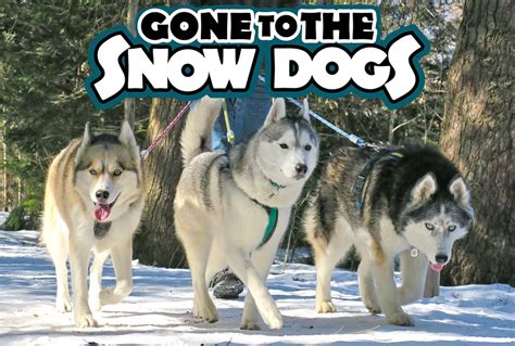 Gone to the dogs is a free tycoon game. Gone To The Snowdogs - DFTBA