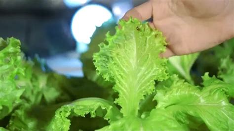How To Grow Lettuce Indoors In Container All Year Long Amaze Vege Garden