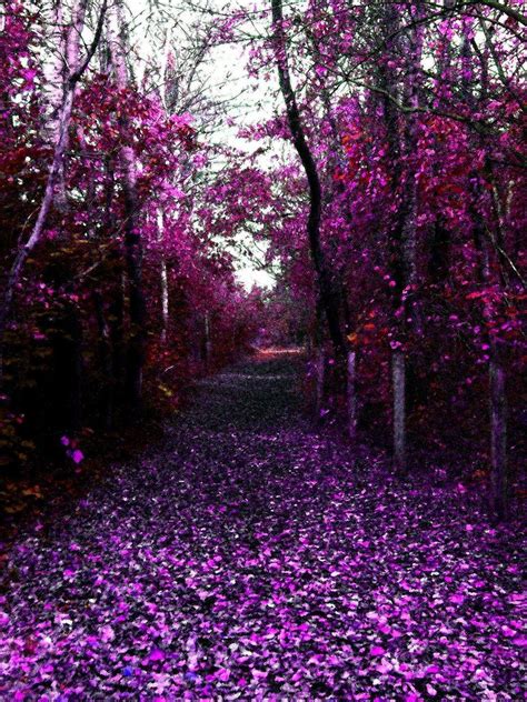 Image Result For Ireland Pink Forest Beautiful Forest Pink Forest