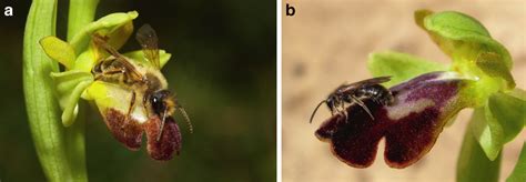 The Sexually Deceptive Orchid Ophrys Lupercalis Is Pollinated By Males Download Scientific
