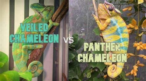 Veiled Chameleon Vs Panther Chameleon Similarities And Differences