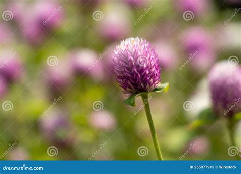 Closeup Of A Pink Globe Amaranth Stock Image Image Of Garden Blossom