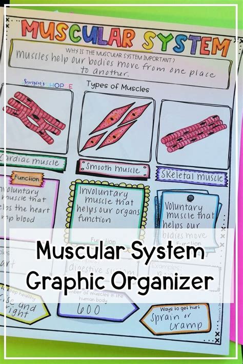 Muscular System Review Activity For Muscles Muscular System