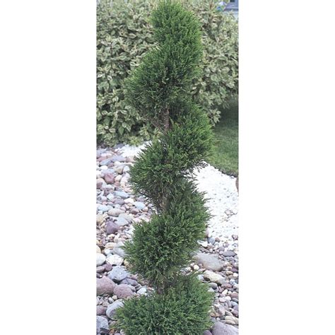 Spiral Blue Point Juniper Feature Shrub In Pot With Soil L14717 At