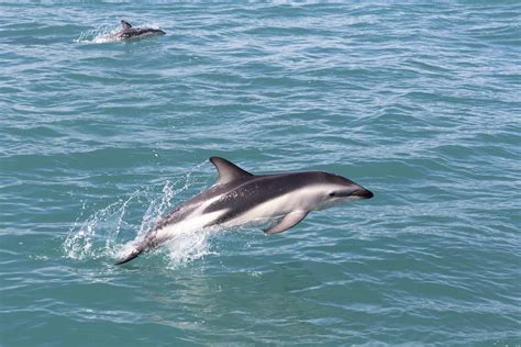 This Is The Rarest Dolphin Species In The World Readers Digest