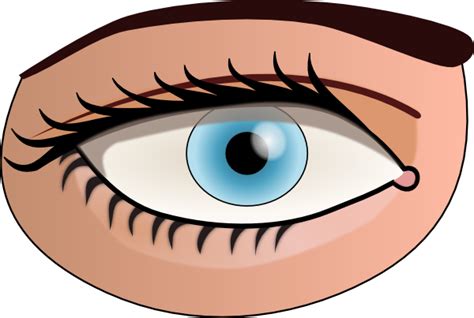 Eye Clip Art At Vector Clip Art Online Royalty Free