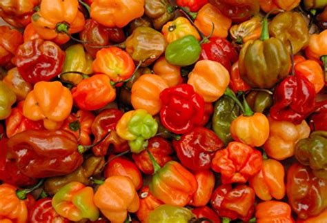 Best Plants For Growing Scotch Bonnet Peppers