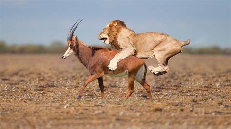 Lion Attack Roan Antelope Youtube