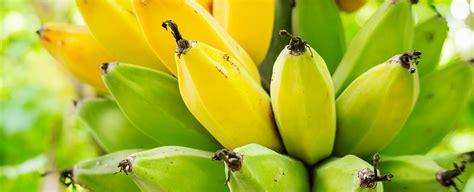 Ripe And Unripe Bananas Have Different Health Benefits Heres Which To