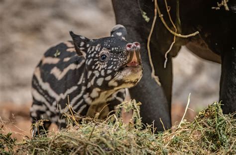 Rare Baby Tapir Born At Chester Zoo Named Following Public Poll