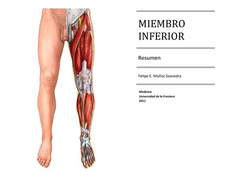 Miologia de miembro inferior MIEMBRO INFERIOR Resumen Felipe E Muñoz Saavedra Medicina Studocu