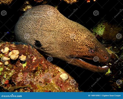 Giant Moray Stock Photo Image Of Life Huge Marine 14891898