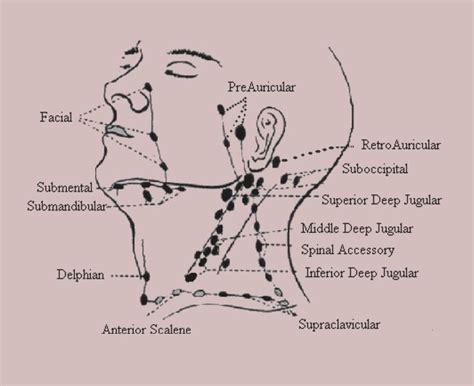 Ganglions Lymphatiques Cervicaux Anatomie Diagramme Emplacement