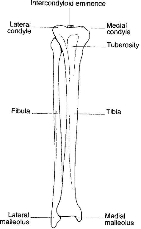 Shinbone Causes Symptoms Treatment Shinbone