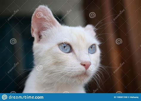 Pure White Cat With Turquoise Blue Eyes And Pink Defective