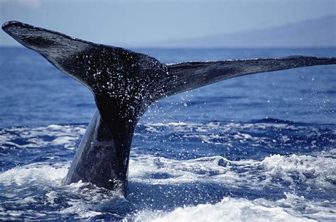 Humpback Whale Whale Tail Maui Hawaii Photograph By Flip Nicklin Fine Art America
