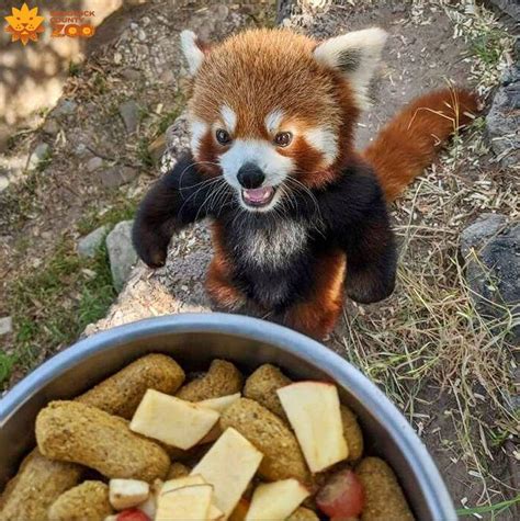 Red Pandas Can Stand On Their Hind Legs To Make Themselves Appear