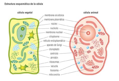 Dibujo de la celula animal y vegetal y sus partes para. QUINTO GRADO: Las células y los microorganismos