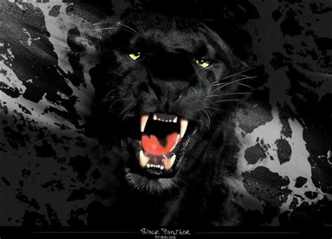 Zwarte Panter Black Panther Panther Black Panther Panther Art