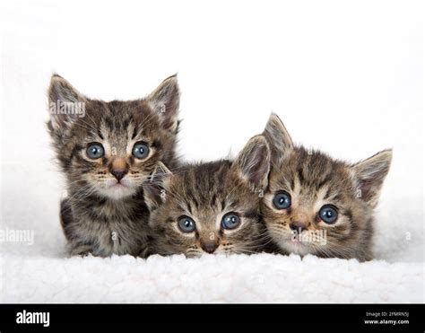 Three Adorable Baby Tabby Kittens On A Sheep Skin Blanket Looking At