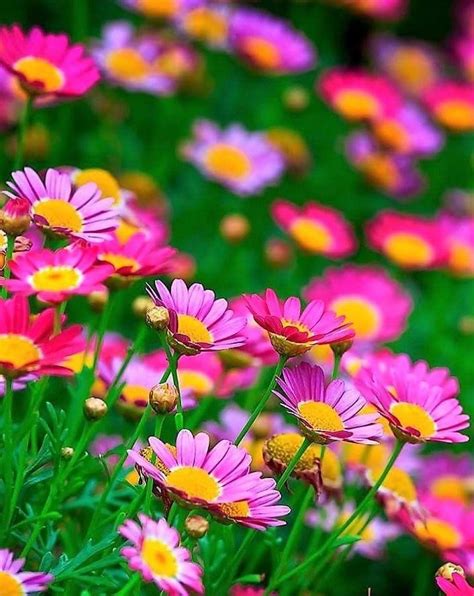 24 Most Beautiful Flowers Wallpapers Super 4k Wallpapers
