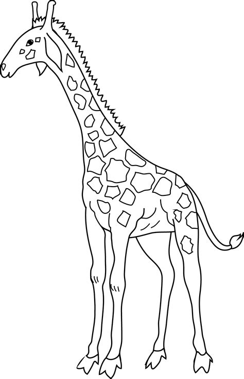 Coloring Giraffe Clipart Clip 1024 Sketch Coloring Page