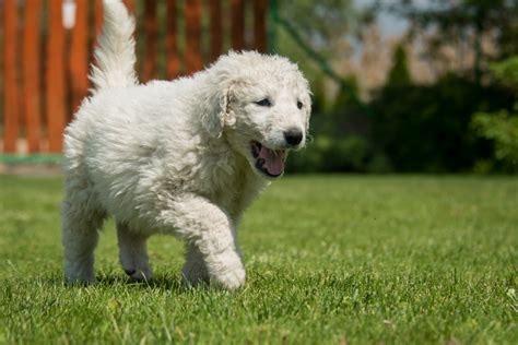 10 Popular Large White Dog Breeds Best Big White Dogs Large Dog