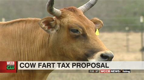 New Zealand Proposes Taxing Cow Farts Wccb Charlottes Cw