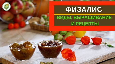 ФИЗАЛИС - разновидности, выращивание и рецепты//варенье из физалиса ...