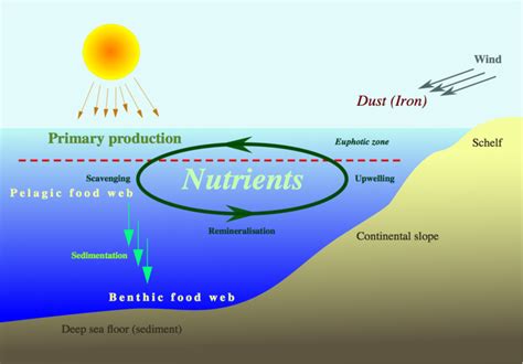 Pengaruh Nutrien Pada Keragaman Plankton Universitas Airlangga Official Website