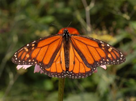 Orange Butterfly Identification Guide With Photos Owlcation