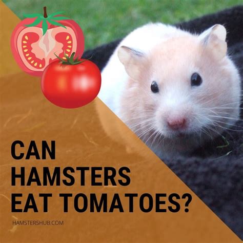 can hamsters eat tomatoes [here s how to serve them] hamstershub