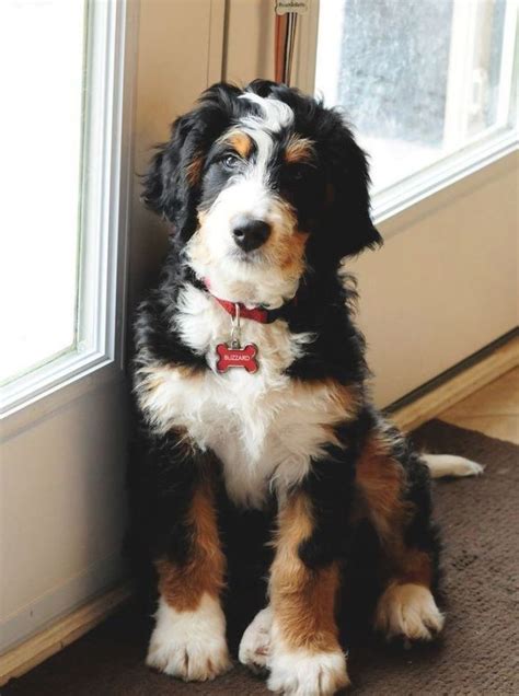 What A Beautiful Pup Its A Bernedoodle Thats A Bernese Mountain